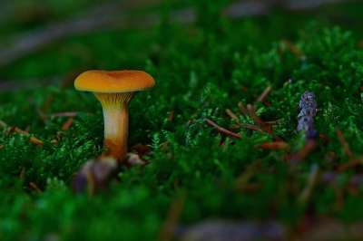落下 森林 蘑菇 苔藓 橙色的 关闭