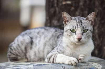 动物 猫 宠物 小猫 头 自然 危险的 基蒂 可爱的 眼睛