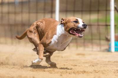狗 犬类 种族 跑步 赛狗 比赛路线 打猎 猎犬 匆忙