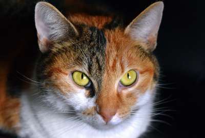 猫 多彩色 看法 关闭 幸运猫 Bibi