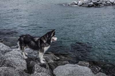 沙哑 海 水 岩石 狗 宠物 蓝色的 港口 古玩 犬类