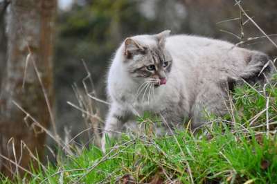 猫 猫科动物 动物 哺乳动物 胡同猫 家畜 猫蓝色的眼睛 阴云