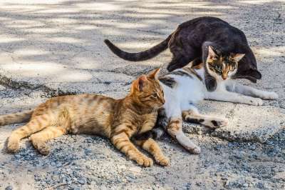 猫 迷路 户外的 动物 休息 团体