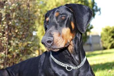 狗 动物 纵向 杜宾犬 乙 多毛 担保人 管家 捕食者 虔诚的