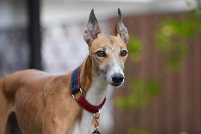 灵缇犬 猎犬 退休的赛车的狗 45Mph 狗 采用灰狗 狗的帮派