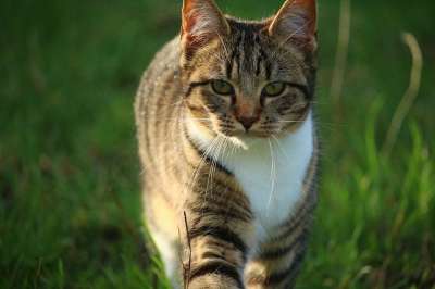 猫 小猫 猫男孩 鲭鱼 年轻的猫 家畜 家猫