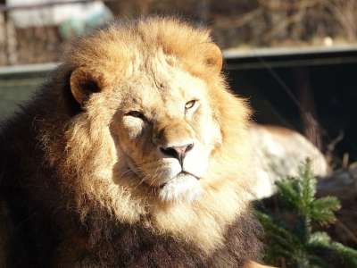 狮子 动物 非洲 捕食者 动物园 苹果浏览器 男性 大猫