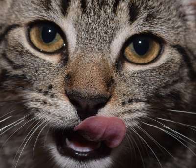 猫 脸 眼睛 猫脸 头 动物 家畜 看法 关闭 舌头