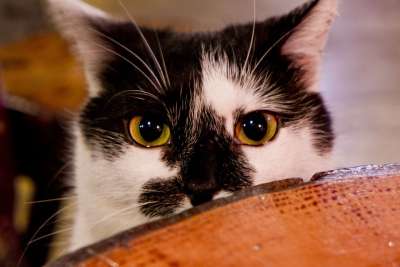 猫 眼睛 猫的眼睛 宠物 动物 毛皮 家猫