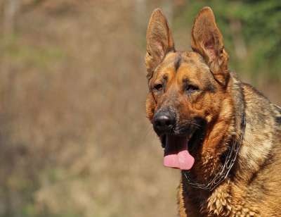 狗 德国牧羊犬 纵向 舌头 毛皮 湿的 保持警惕 阿尔萨斯语