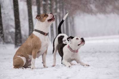 拳击手 小狗 雪 下雪 宠物 动物 家犬 犬类 哺乳动物
