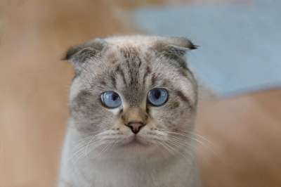 猫 Britsch短发 眼睛 蓝色的 品种猫 看法 肖像 脸