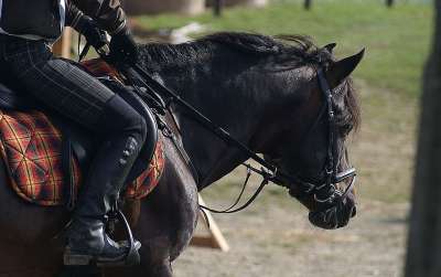 骑 马 马具 辔 缰绳 露背 少量 骑士 骑师 服饰 镫