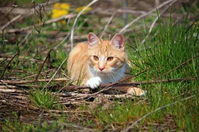 猫 小猫 红虎斑 红猫 鲭鱼 虎猫 大花猫