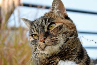 猫 动物 鲭鱼 家畜 家猫 猫眼 眼睛 Katzenkopf