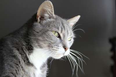 猫 猫科动物 胡须 毛皮 国内的 宠物 灰色的 动物