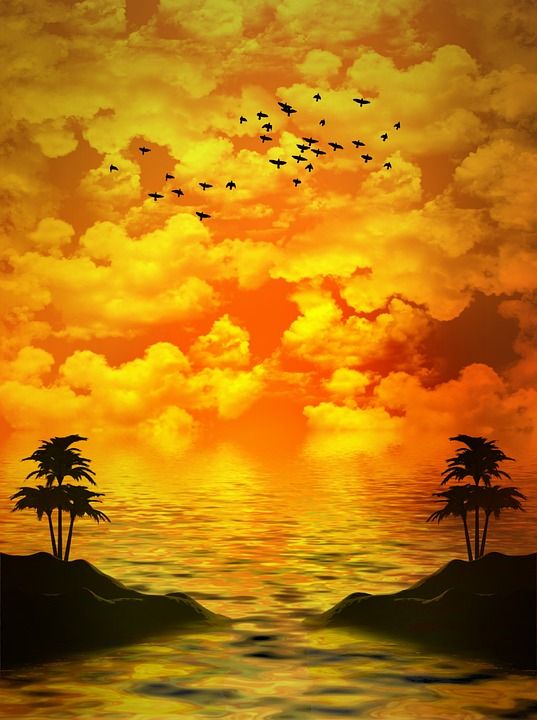 鸟类 棕榈树 岛 云 背景 天堂 夏天 景观 海洋 日落 海
