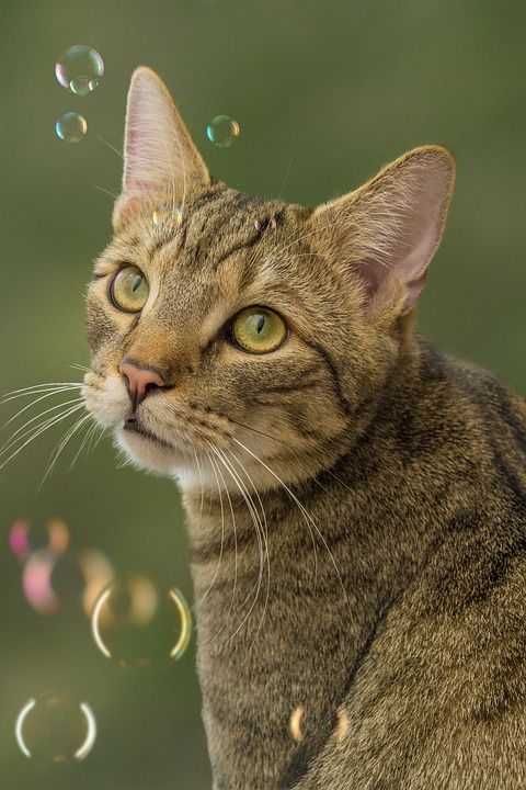 猫 鲭鱼 基蒂 虎斑猫 猫科动物 动物 猫脸 国内的猫 宠物