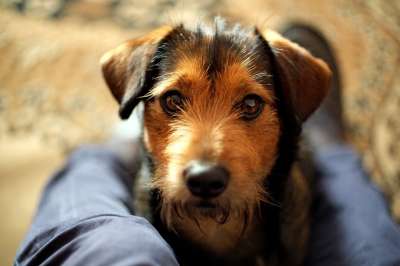 动物 家犬 可爱的 哺乳动物 宠物