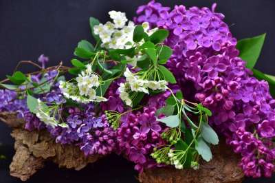 紫丁香 花 植物 自然 花的 叶子 一束花朵 鲜花 灌木 花园