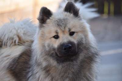 狗 狗Eurasier 纯种狗 狗的奥拉夫-蓝色 吉祥物 动物 犬类