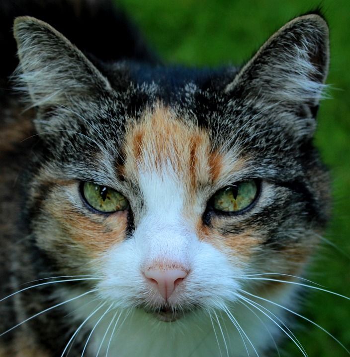 猫 毛皮 猫咪 小猫 宠物 可爱的 胡须 可爱 有条纹的