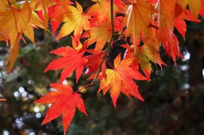 秋天的树叶 枫树 秋季 叶子 大自然 枫 七彩 季节 树