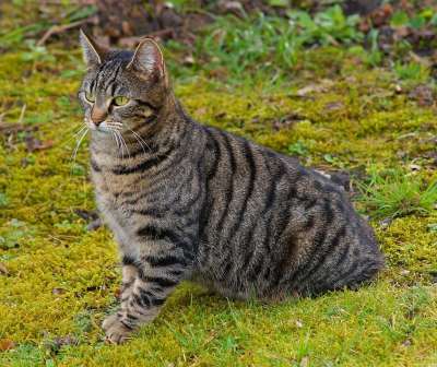 猫 动物 可爱的 哺乳动物 肖像 大花猫 眼睛 细心 家畜