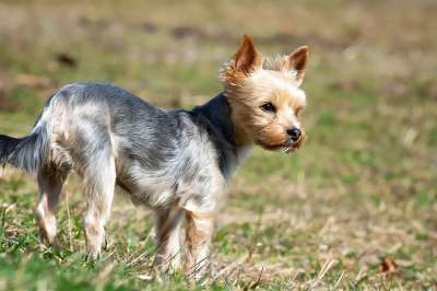 狗 小的 草地 户外 Yorki 梗犬 小狗 纯种狗 动物