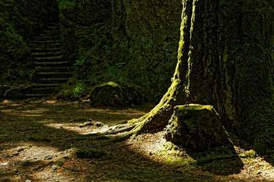 弃 废弃的地方 废墟 可怕的 严峻 神秘 丢失的地方 自然 森林