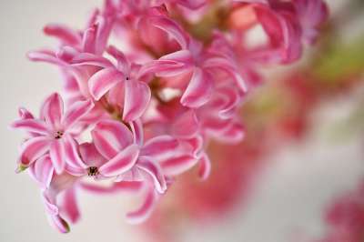 风信子 花 开花 非常漂亮 春天的花朵 春天 香花 粉色的 切花