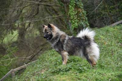 狗 狗停止 狗Eurasier 狗的纯种 Eurasier