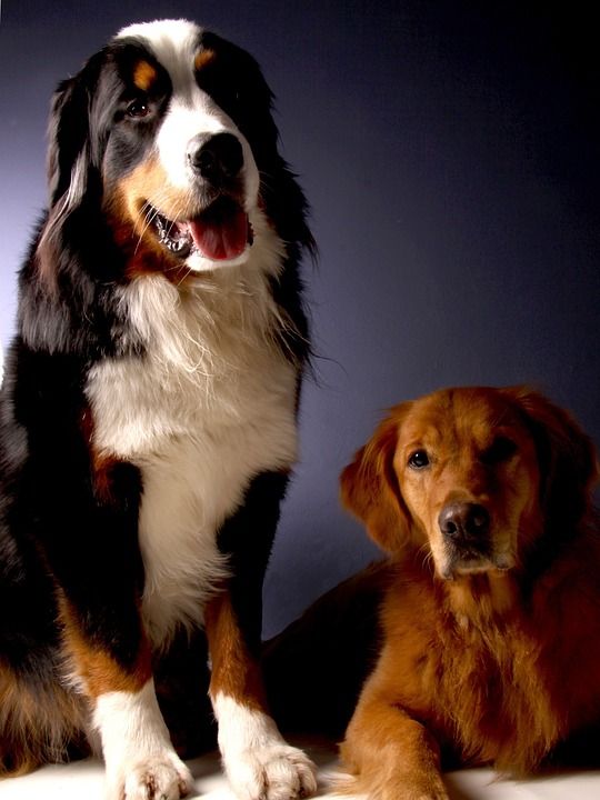伯恩山犬 金毛猎犬 狗 动物 忠于 亲爱的
