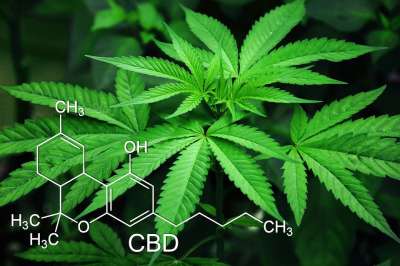大麻 树叶 绿色 有天赋的人 麻醉 农业 自然 杂草 麻 锅