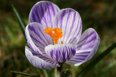 番红花 花 花园 藏红花 丰富多彩的 春天 植物 菌群 红色紫色