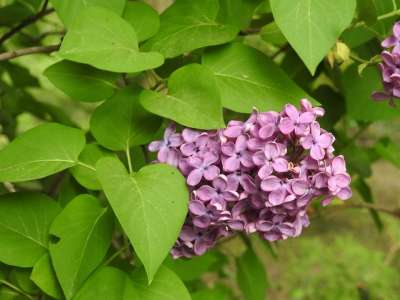 性质 植物 叶子 花 花园 无 漂亮的淡紫色的花 绿色的弹簧