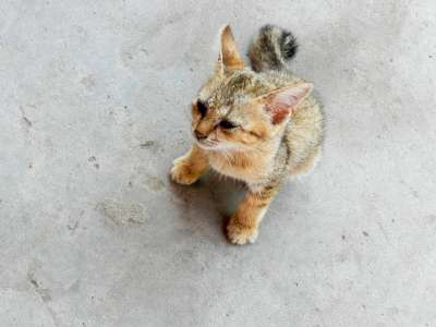 婴儿 流浪猫 猫 猫科动物 无家可归 毛皮 小猫 动物 野生动物