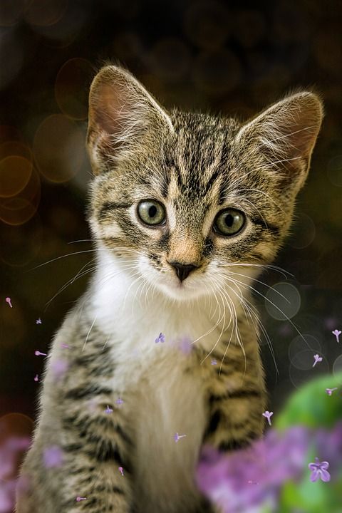 猫 小猫 欧洲短毛猫 虎斑猫 年轻的猫 可爱的 肖像 动物