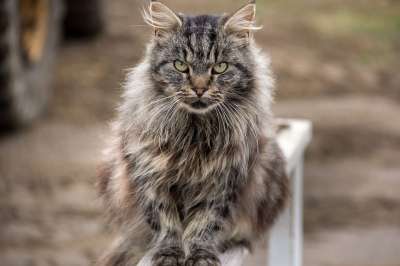 猫 肖像 农场 动物 宠物 眼睛 脸 头 胡须 甜的 看着