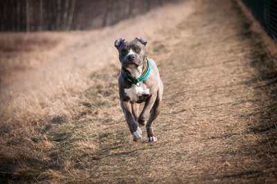 工作人员 美国斯塔福德郡梗 梗犬 狗 比特犬 肖像 草地 对讲机