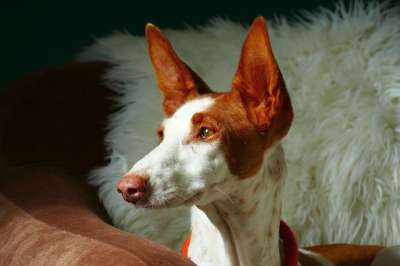 波登科 狗 家畜 动物 猎犬 家犬 纯种狗 哺乳动物 注意力