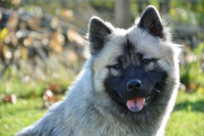狗 母狗 狗Eurasier 婊子Nova的肖像一只狗 配置文件
