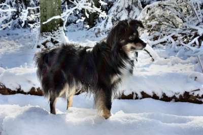 狗 澳大利亚牧羊犬迷你 雪