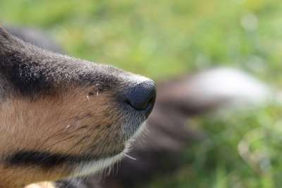 狗 狗鼻子 黑松露 枪口的狗 枪口的设得兰群岛牧羊犬 颜色的三色
