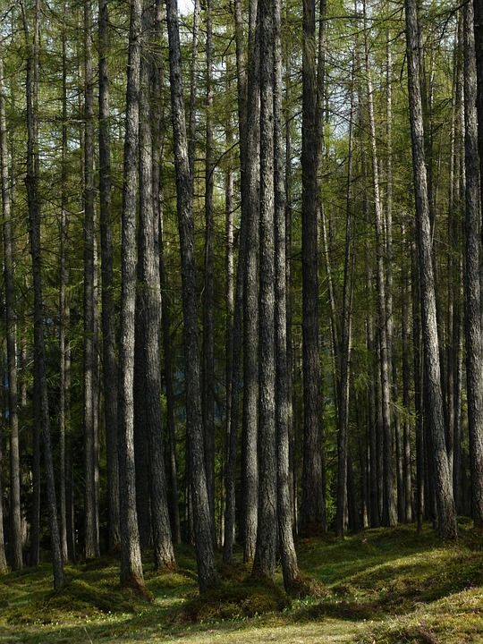 落叶松林 森林 落叶松 树干 部落 童话森林 松家庭 松科