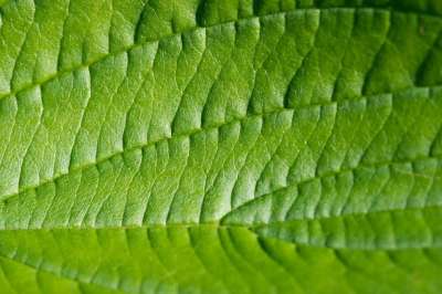 叶子 绿色 特写 结构体 质地 自然 植物 细节 植物群
