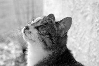 动物 猫 哺乳动物 肖像 宠物 国内的 猫科动物 头 黑，白
