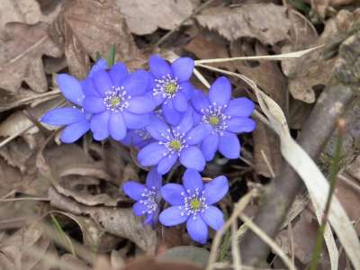 肝花 开花 肝菌 毛茛 花 海葵 盛开 春天