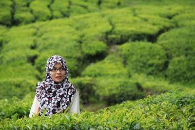 茶 女士 盖头 年轻 卡梅伦 种植园 绿色 高地 穆斯林