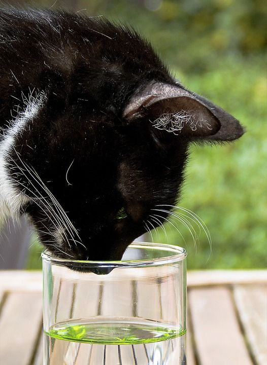 猫 玻璃 乐趣 好奇的 杯水 闻 头 关闭 动物 家畜
